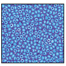 11/0 Preciosa Charlotte Beads - Opaque Light Blue (10 grams)